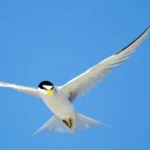 Bird City Texas Grants Prestigious High-Flyer Status to Galveston for Bird Conservation