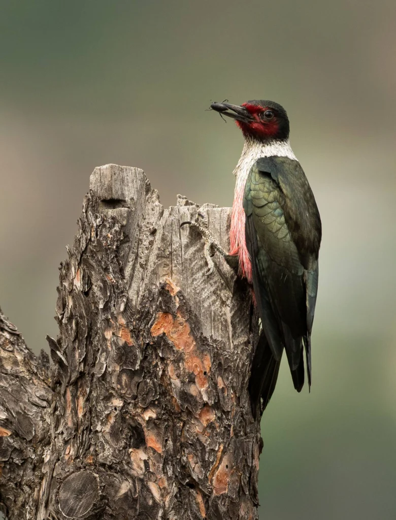 A Lewis's Woodpeacker on a tree branch. Photo by Ian Routley.