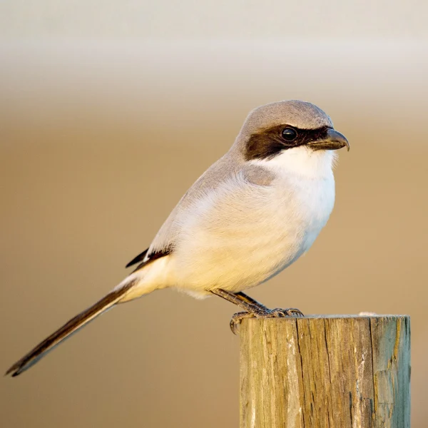 Loggerhead Shrike by Ray Hennessy / Shutterstock
