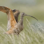 ABC Partners with Pheasants Forever to Restore Grassland Bird Habitats on Montana Working Lands