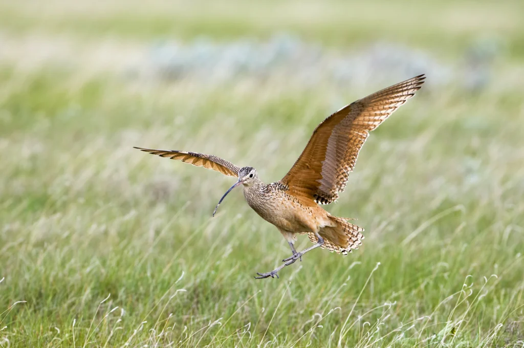Long-billed Curlew spreading its wings. Photo by Tim Zurowski / Shutterstock.