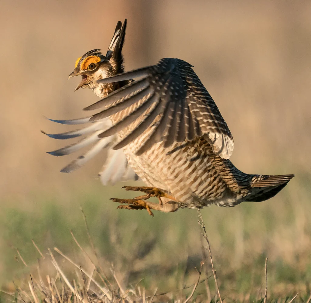 Male Lesser Prairie-Chicken displaying. Photo by Rob Palmer/Shutterstock.