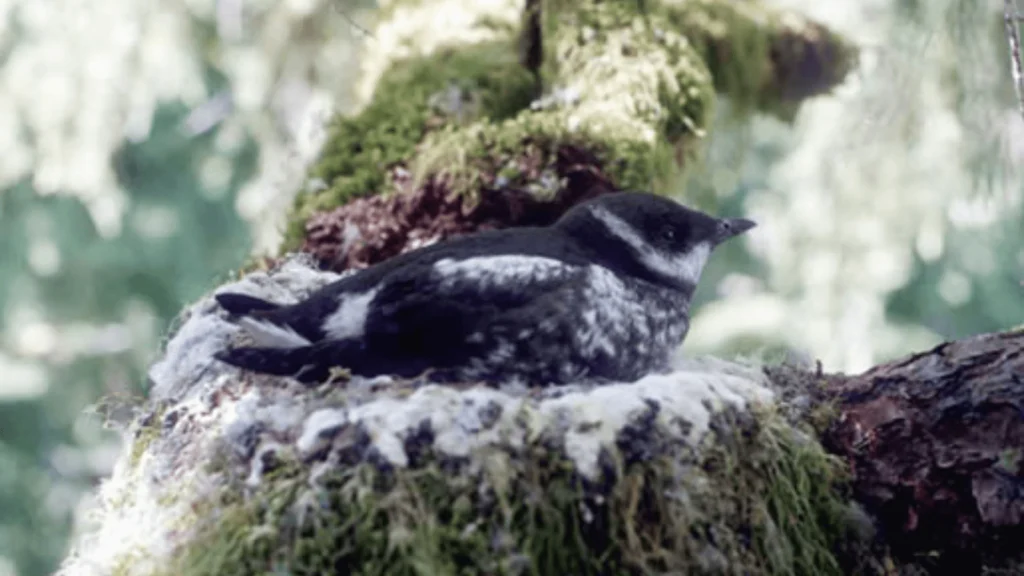 Campsite Clean-Up Initiative Launched in Oregon to Help Waterbirds Thrive