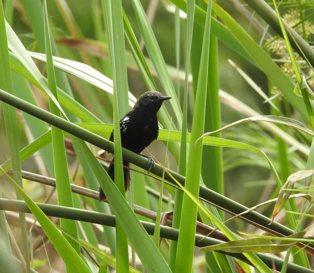 Marsh Antwren. Photo by Karlla Barbosa.