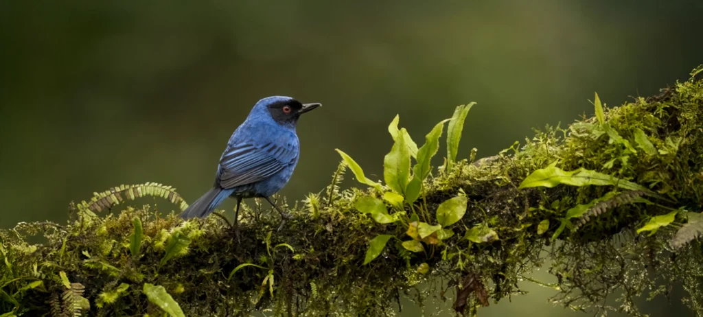 Masked Flowerpiercer perched on mossy branch. Photo by Owen Deutsch.