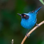Masked Flowerpiercer on thin branch. Photo by Memo Ossa, Shutterstock.
