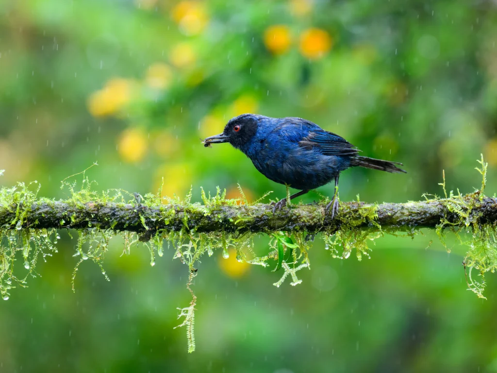 Masked Flowerpiercer on a mossy branch in the rain with an insect in its beak. Photo by Futurist, Shutterstock.