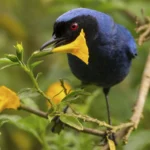 Masked Flowerpiercer with yellow flower between its beak. Photo by Scott Young, Macaulay Library at the Cornell Lab of Ornithology.