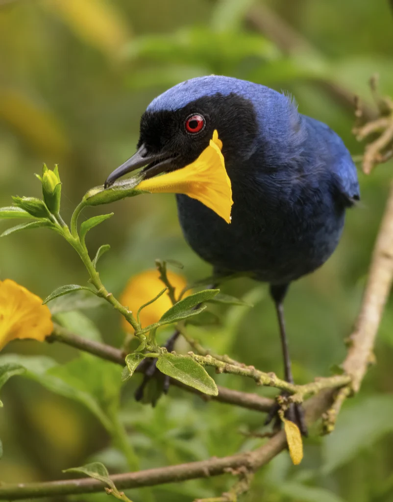 Masked Flowerpiercer with yellow flower between its beak. Photo by Scott Young, Macaulay Library at the Cornell Lab of Ornithology.