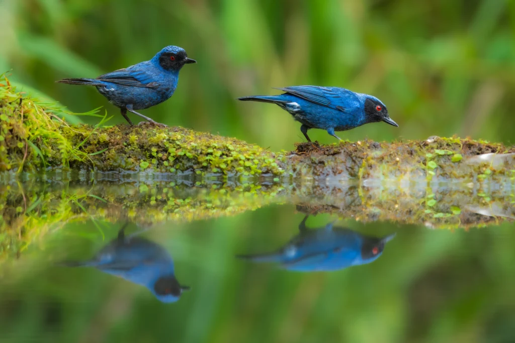 Masked Flowerpiercers at edge of water with reflection. Photo by FotoRequest, Shutterstock.