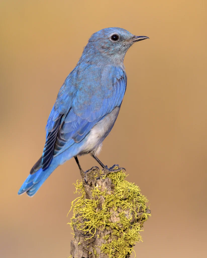 Mountain Bluebird. Photo by Tim Zurowski, Shutterstock.