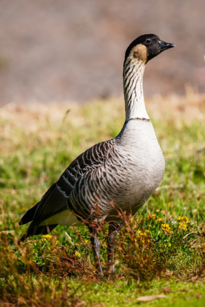 Nēnē. Photo by Bryan Shirota.