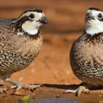 Northern Bobwhites. Photo by Jacob Spendelow