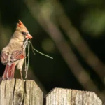 Backyard Beauty: Surprises and Secrets of Female Cardinals
