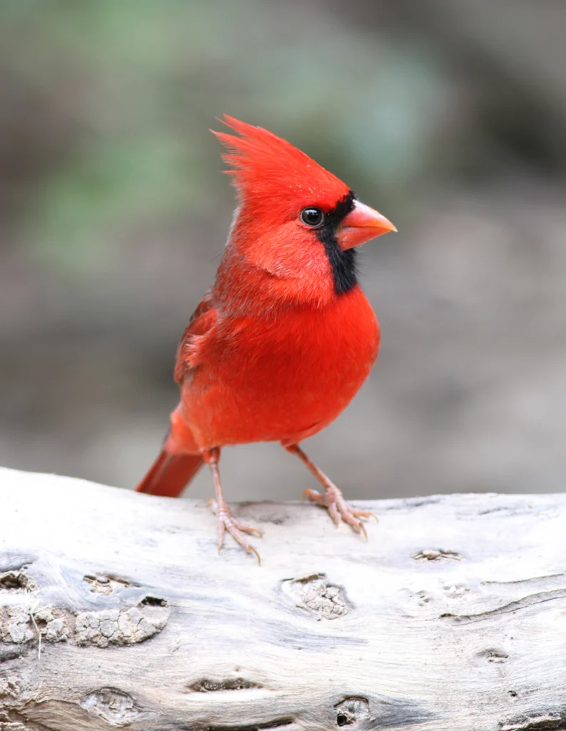 Northern Cardinal. Photo by Michael J Parr.