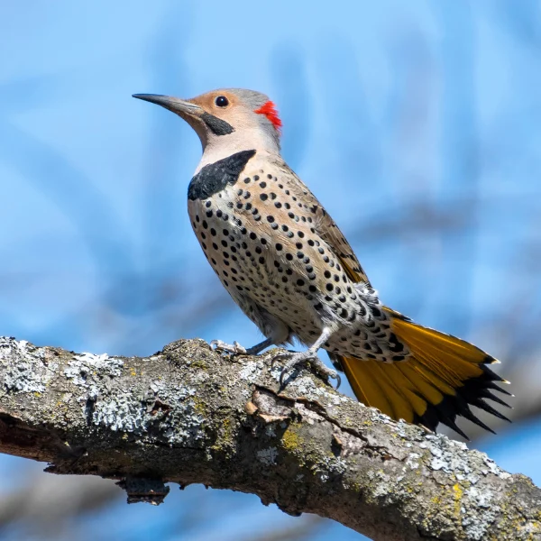 Northern Flicker by Dave Doe / Shutterstock