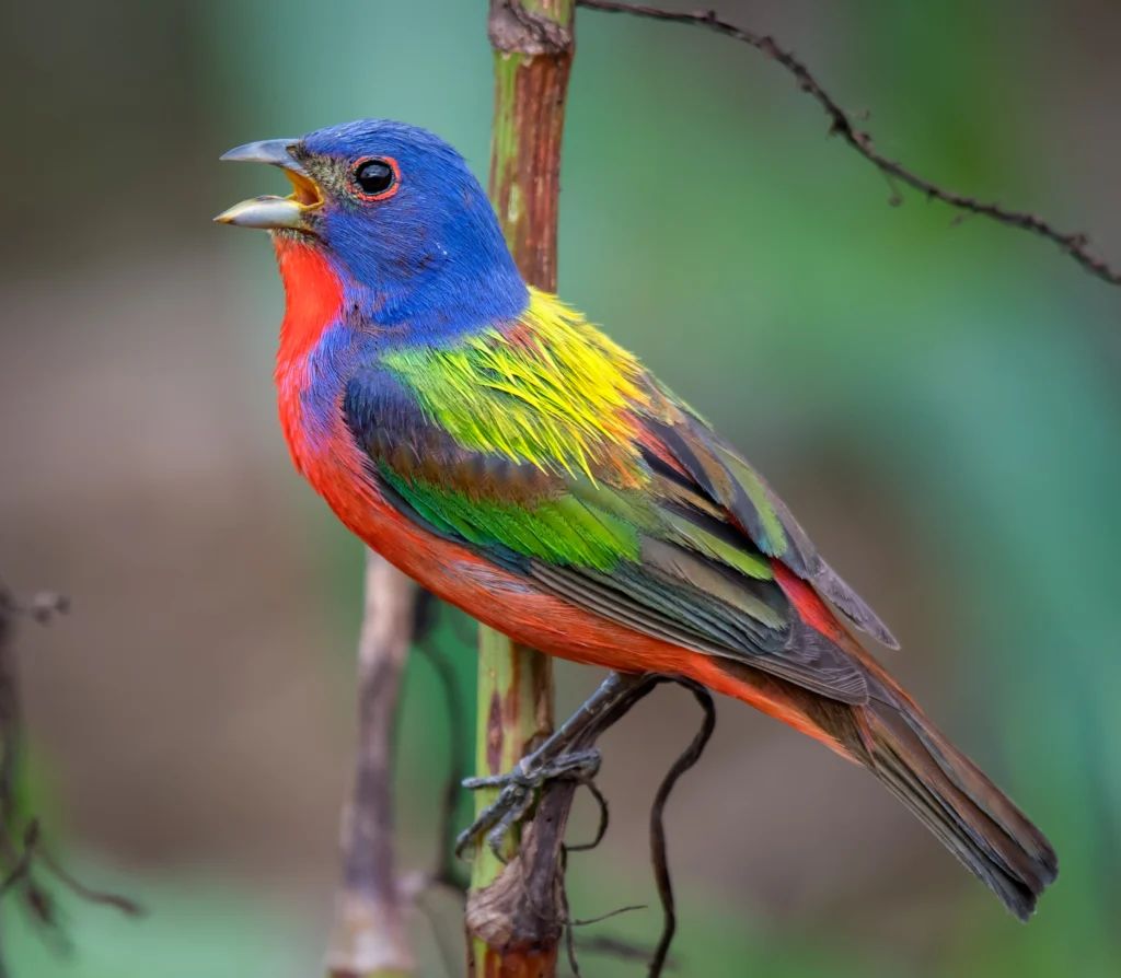 Painted Bunting. Photo by Matthew Orselli.