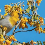 ABC Birding: Palila Forest Discovery Trail, Hawai'i