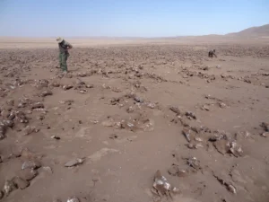 Experts from ABC and our partners work throughout the Americas to conserve birds and their habitats.