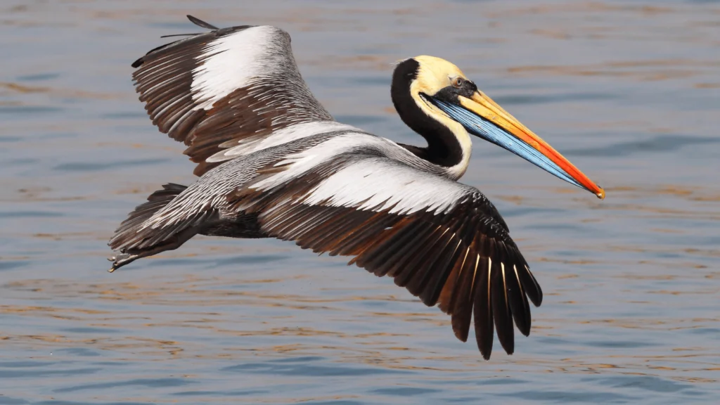 New iNaturalist Space Created to Track Avian Flu in Seabirds