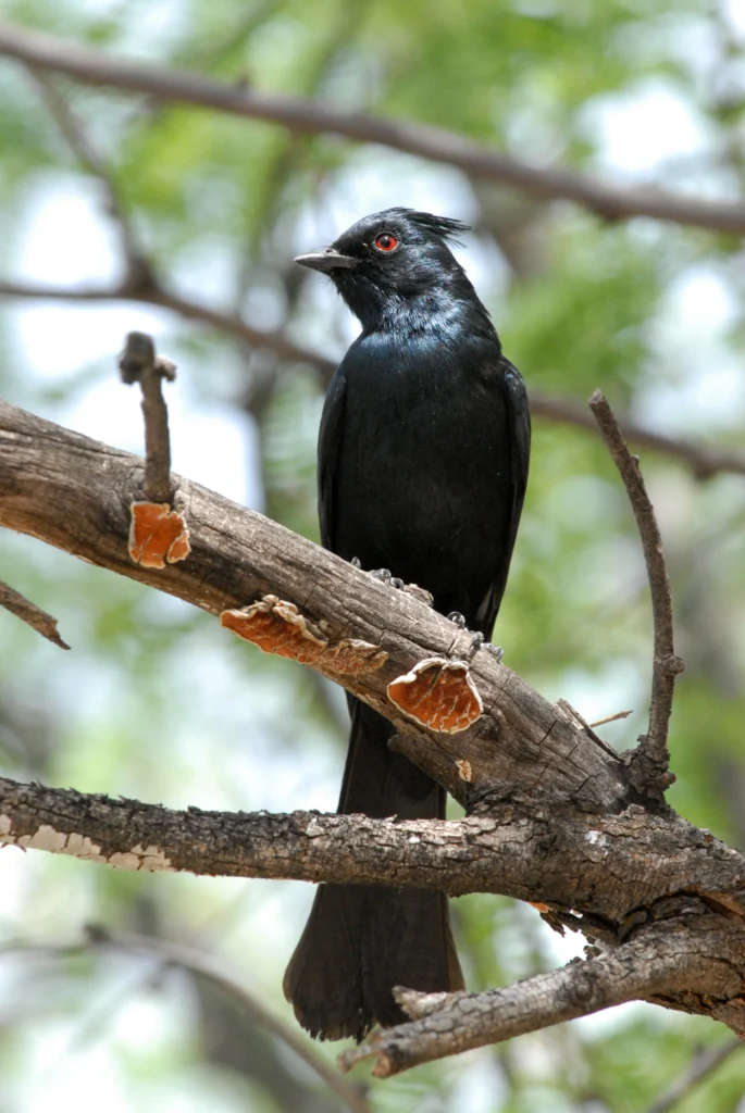 Phainopepla. Photo by Warren Cooke.