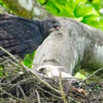 Nature Fans Invited to Tune In to First-ever Crested Eagle Nest Webcam