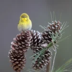Pine Warbler perched on pinecone. Photo by Joshua Galick.