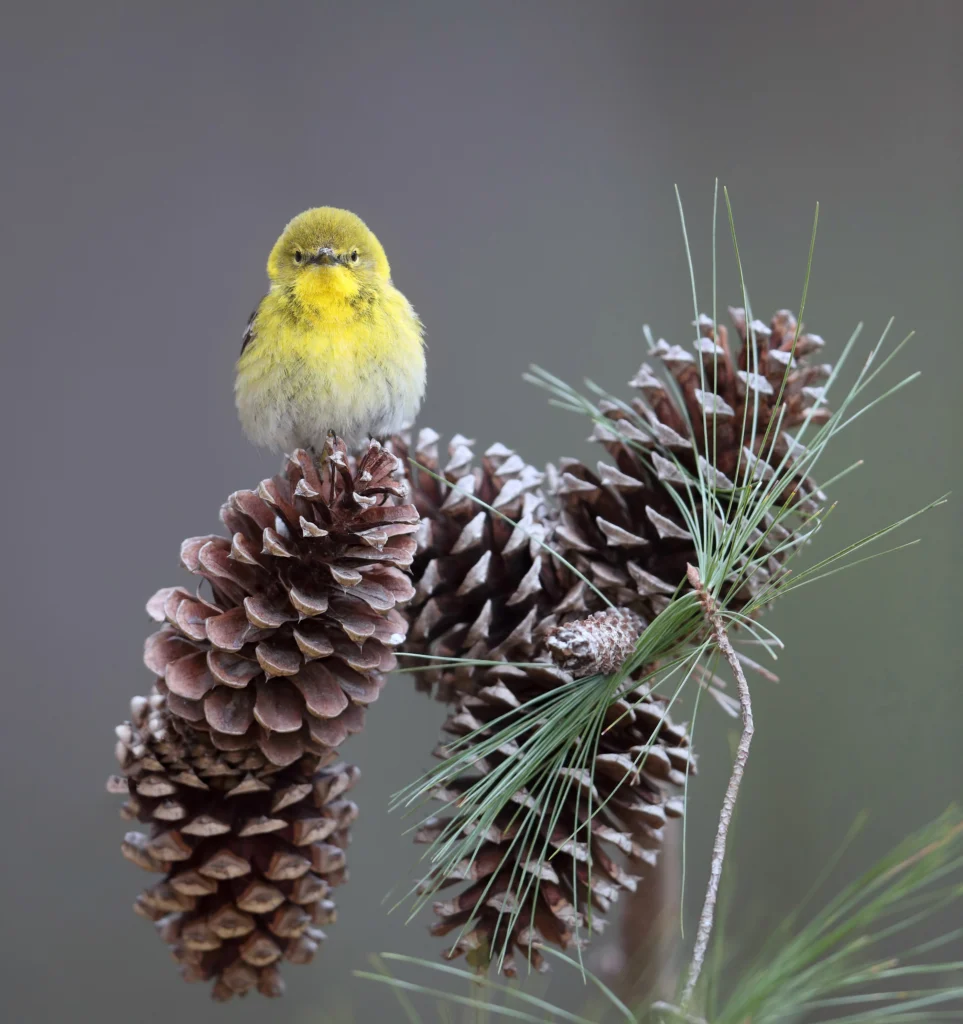 Pine Warbler perched on pinecone. Photo by Joshua Galick.