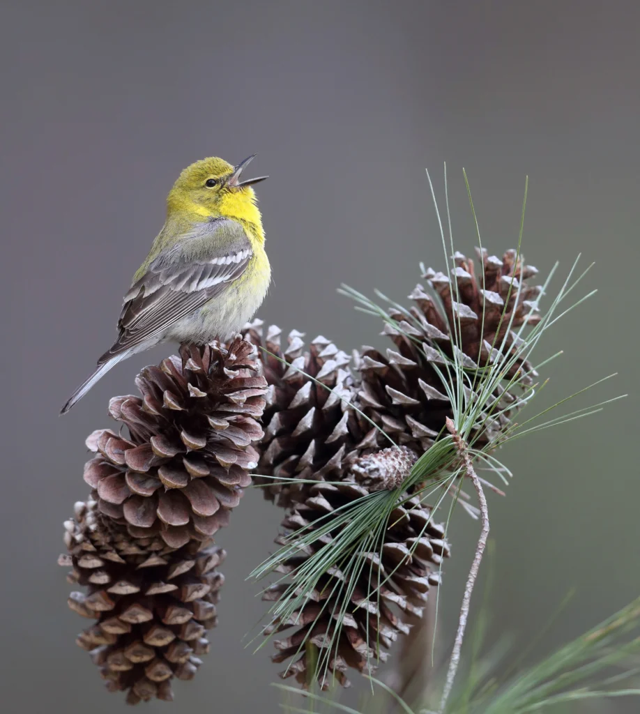 Pine Warbler perched on pinecone singing. Photo by Joshua Galick.