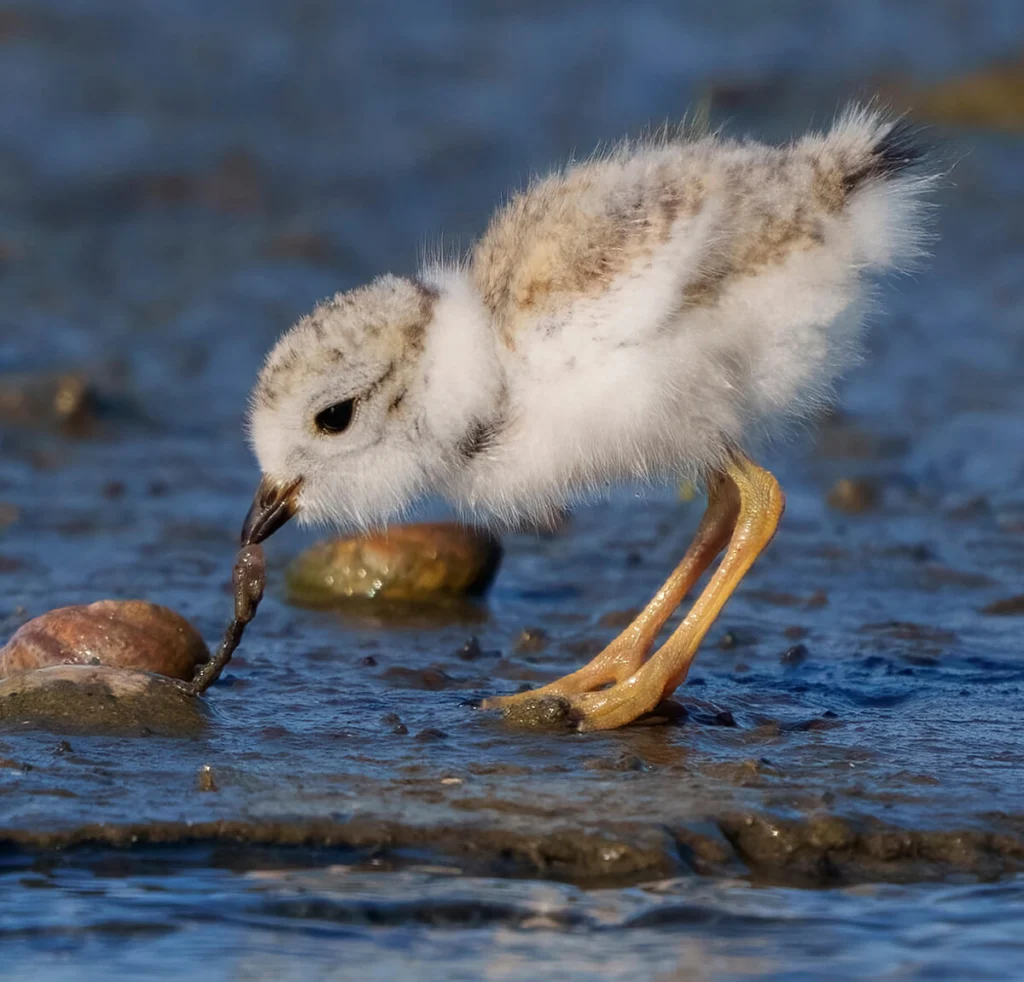 Piping Plover (Charadrius melodus) chick, 6-10 days old. Photo by Larry Master.