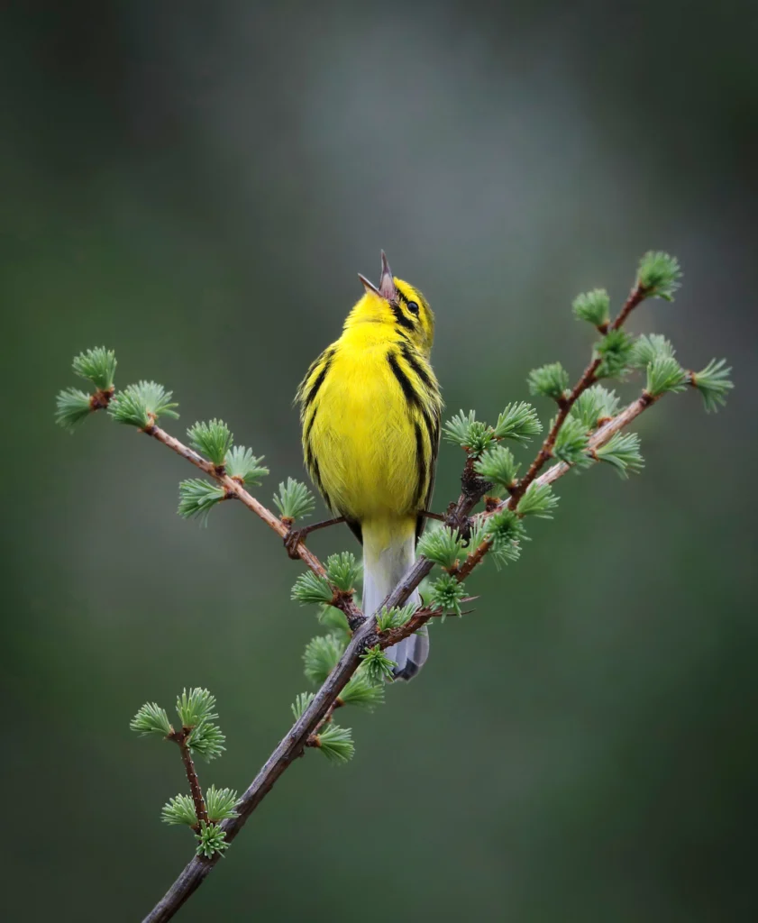 Prairie Warbler. Photo by Joshua Galicki.