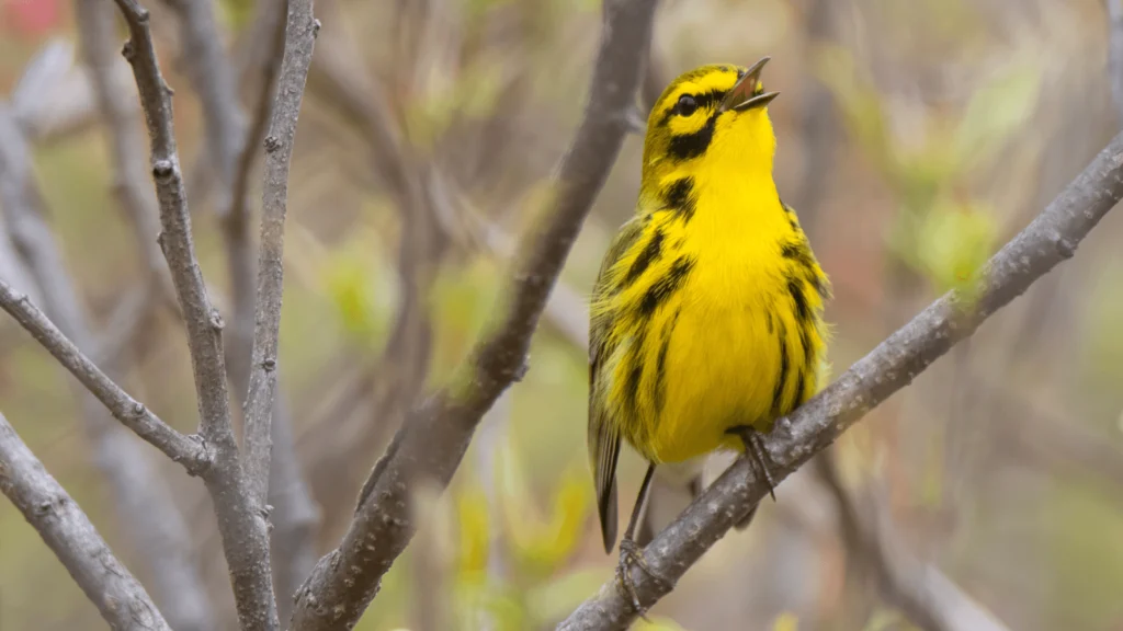 Why Do Birds Sing? Recent Studies Sing a New Tune About Birdsong