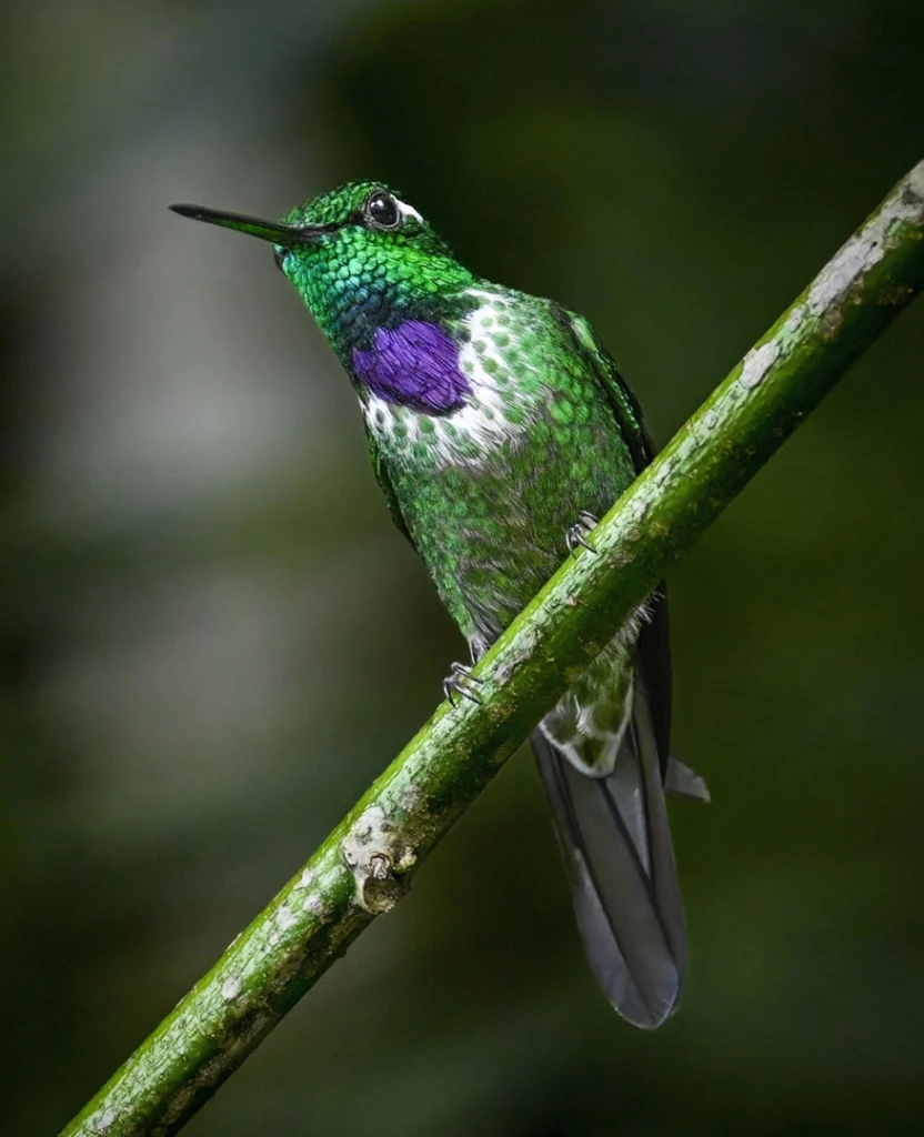 Purple-bibbed Whitetip perched on thin green branch. Photo by Owen Deutsch.