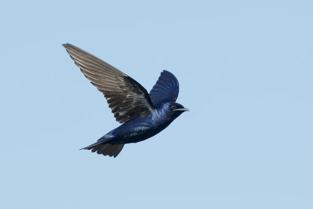 Purple Martin in flight. Photo by Agami Photo Agency.