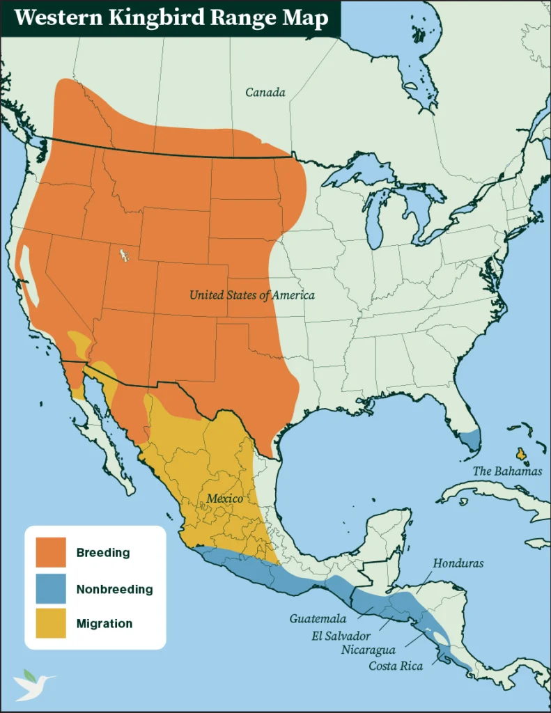Western Kingbird range map