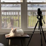 Penelope, a white long-haired cat, lounges by a window next to a spotting scope for birding. Photo by Rebekah Rylander.