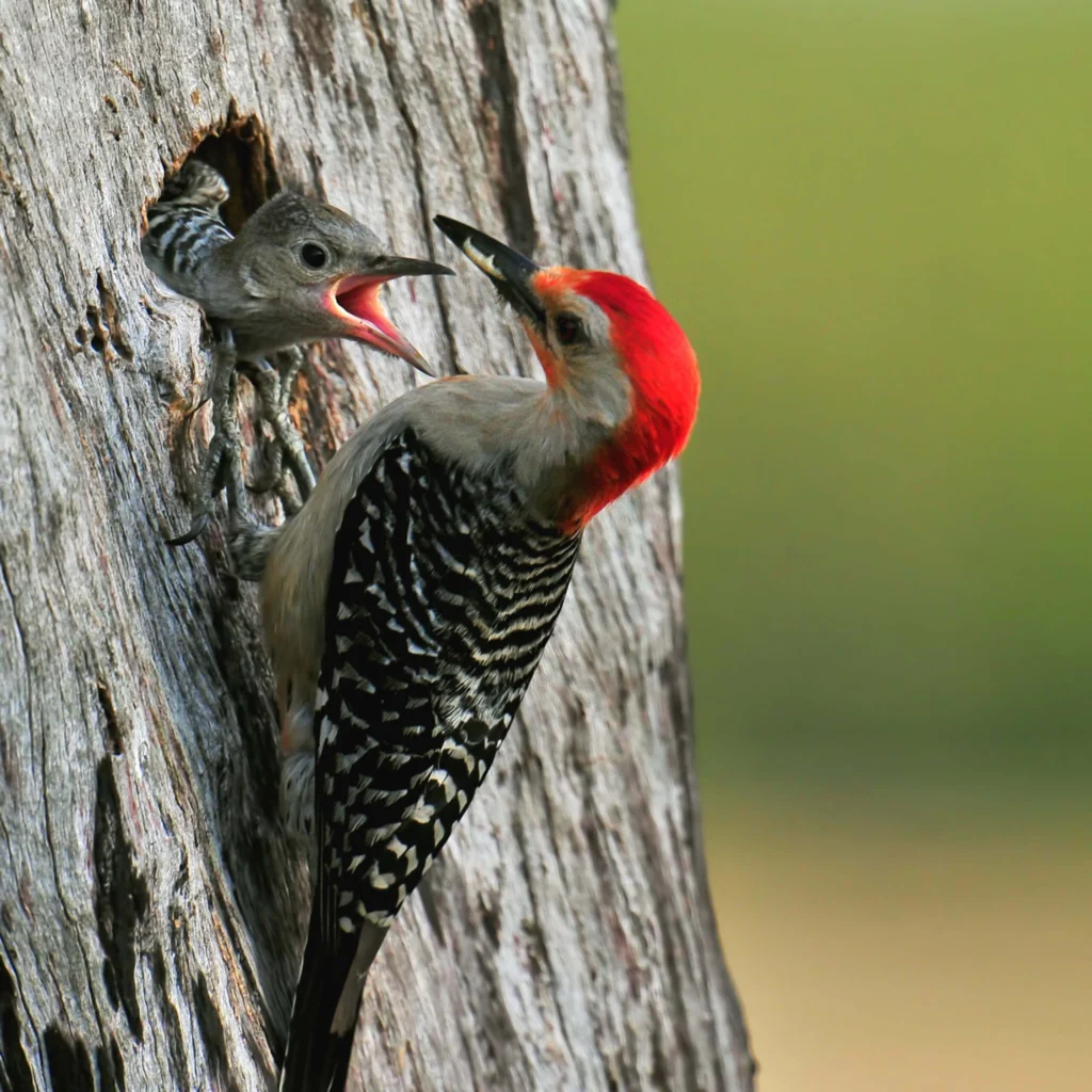 Red-bellied Woodpecker feeding young. Photo by FloridaStock/Shutterstock.
