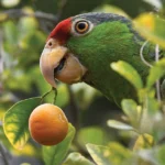 Parrot Paradox: The Unprotected, Endangered Red-crowned Parrot
