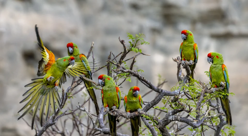 A flock of Red-fronted Macaw in a tree. Photo by Owen Deutsch.