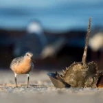 A Red Knot stands next to a horseshoe crab on the beach.
