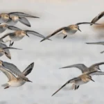 Companion Bill to Improve Neotropical Migratory Bird Conservation Act Introduced in House