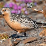 Birds of Virginia: Waterbirds