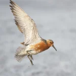 Red Knot in flight by Joshua Galicki