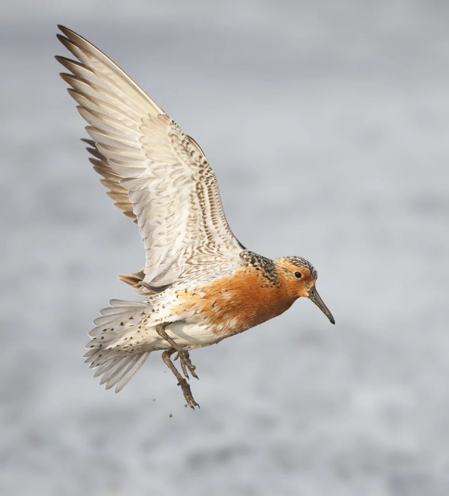 Red Knot in flight by Joshua Galicki