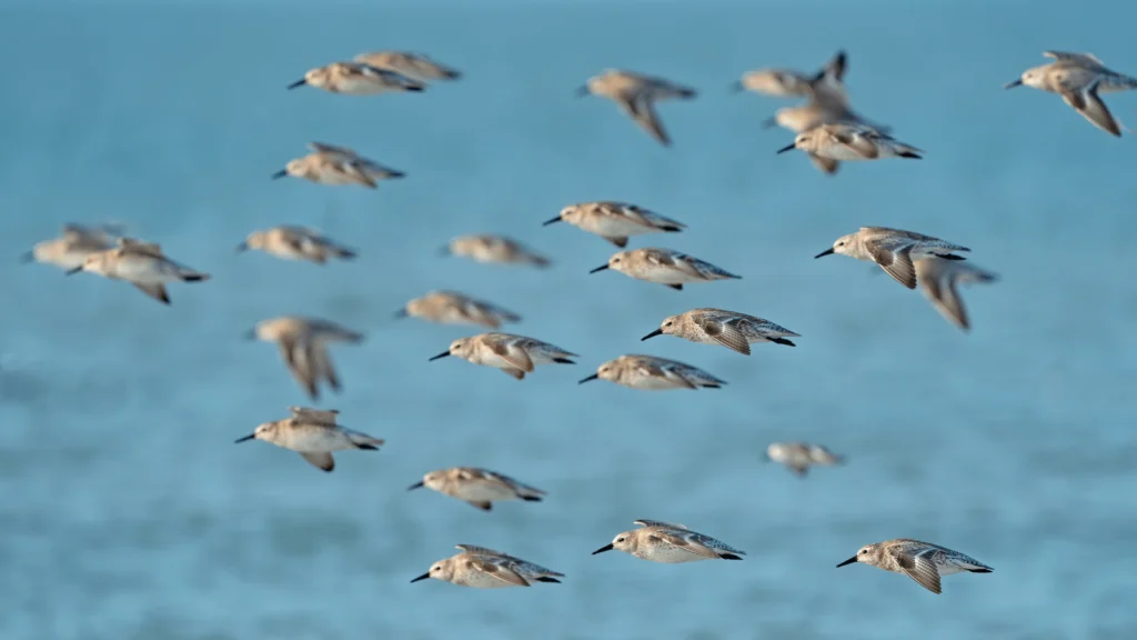 Tips to Safely Share the Beach with Migrating Shorebirds this Labor Day Weekend