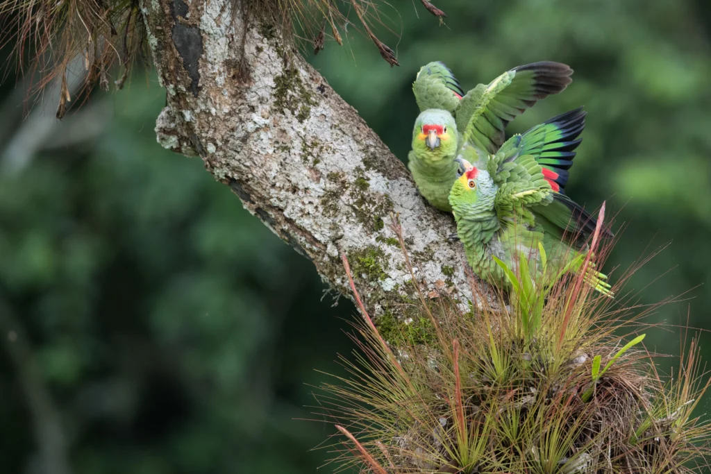 Two Red-lored Amazons socialize on a tree branch in their wooded lowland habitat. Photo by John Mittermeier.