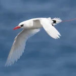 Proposed Rocket Test Site Could Jeopardize Pacific Seabird Nesting Refuge