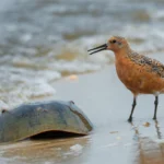 Red Knot with horseshoe crab. Photo by Philip Witt.