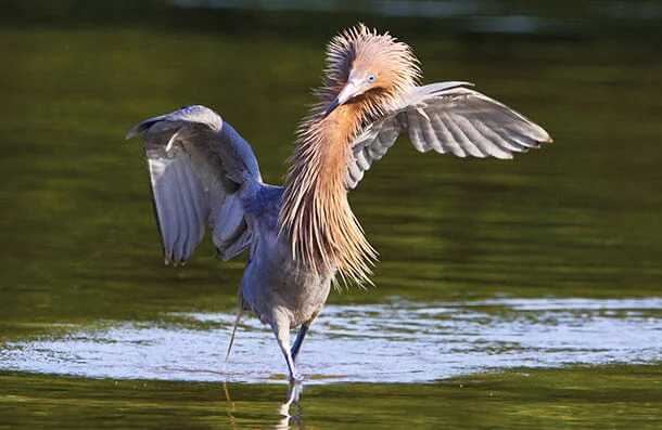 Saving the Reddish Egret, a Seashore Sentinel
