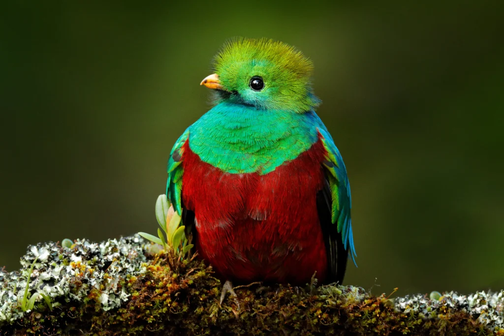 Resplendent Quetzal perched on a branch. Photo by Ondrej Prosicky, Shutterstock.